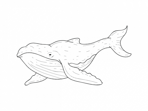 Whale sea animal kids vector t shirt printing design