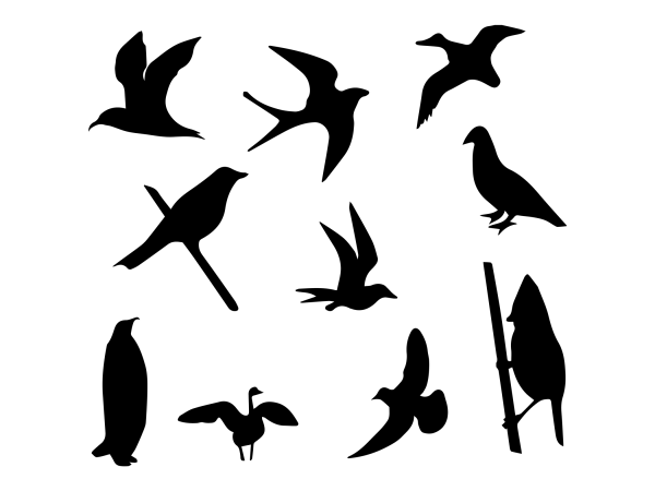 Bird svg,bird png,bird cut file,bird vector,bird design,bird fly vector,bird svg file t shirt design to buy