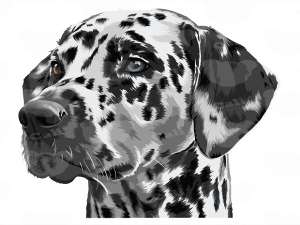 Dalmatian t shirt vector illustration