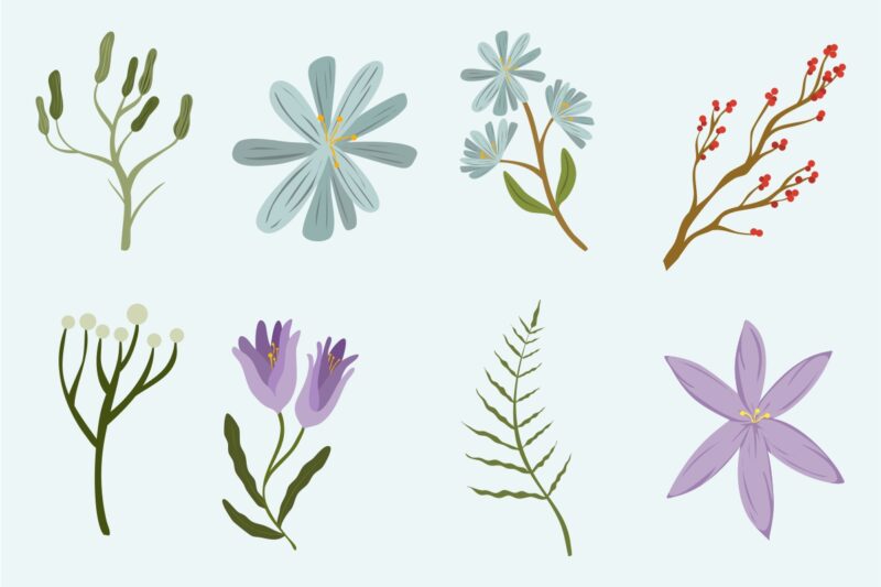 Winter botanicals illustrations clipart collection, Winter Floral elements bundle
