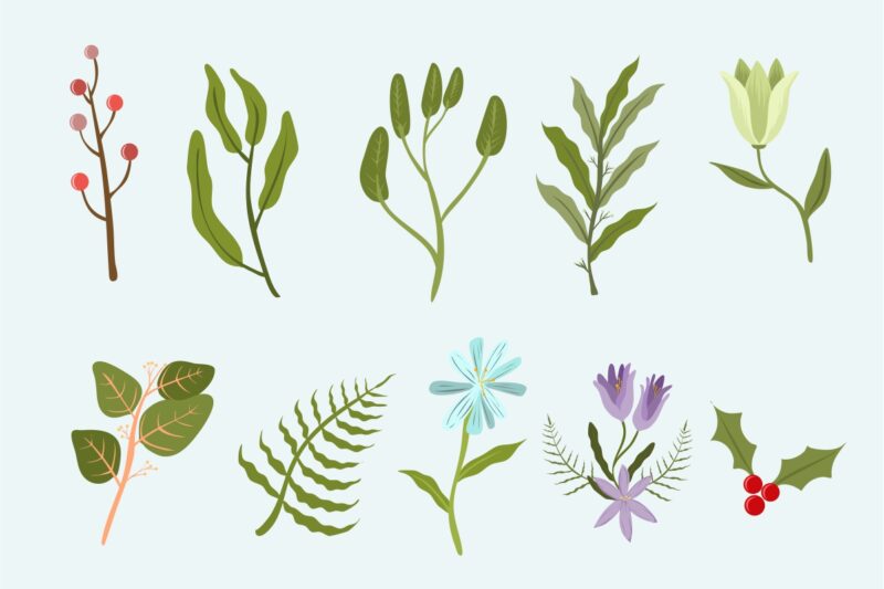 Winter botanicals illustrations clipart collection, Winter Floral elements bundle