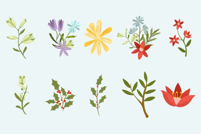 Winter botanicals illustrations clipart collection, Winter Floral elements bundle