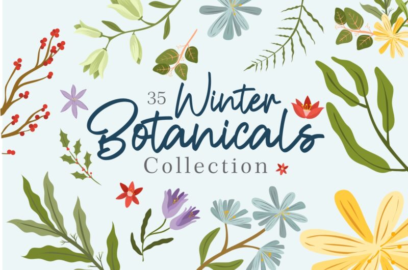 Winter botanicals illustrations clipart collection