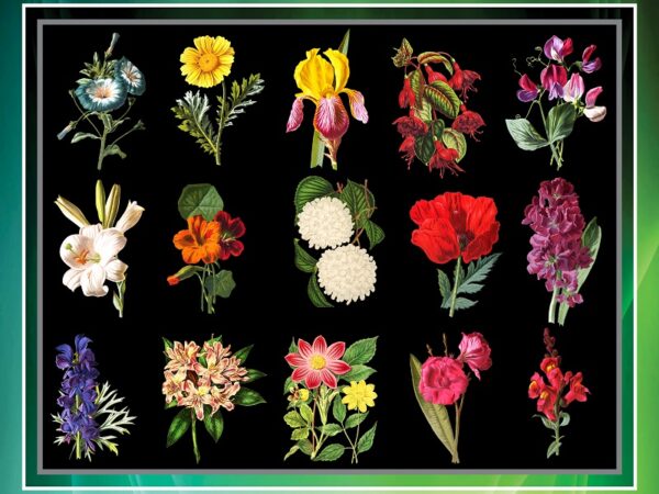 50 vintage colorful flower clipart bundle, printable flowers, png flowers, transparent background flowers, transparent background png files 711825009