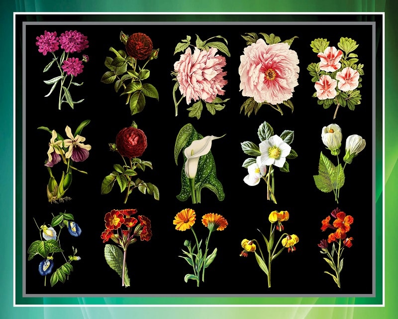 50 Vintage Colorful Flower Clipart Bundle, Printable Flowers, PNG Flowers, Transparent Background Flowers, Transparent Background PNG Files 711825009