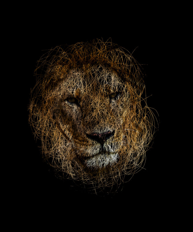 LION HEAD SRIBBLE PENCIL TSHIRT DESIGN