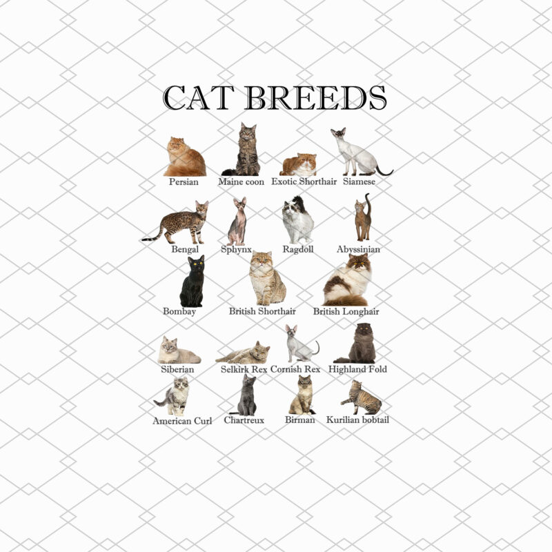 Cat Breeds All The Different Types Of Cats Cat Lovers Kitty NL