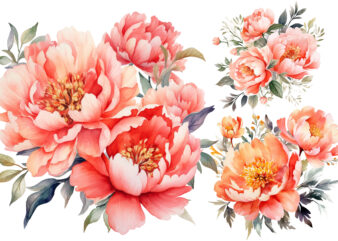 Watercolor Coral Peonies Flower Clipart