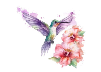 Fairy Hummingbird png