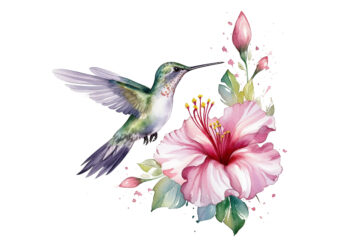 Fairy Hummingbird Watercolor Clipart png t shirt graphic design