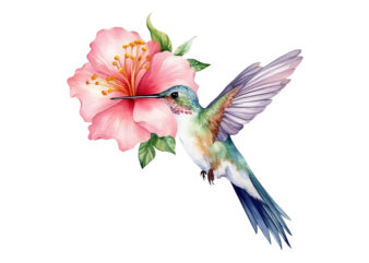 Fairy Hummingbird Watercolor Clipart