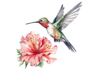 Hummingbird Flower Watercolor Clipart