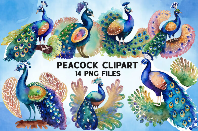 Watercolor Peacock Clipart Bundle Design