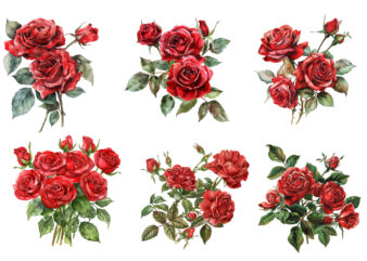 Watercolor red Rose, Roseful red Clipart