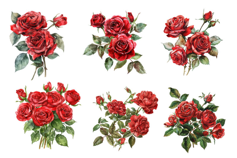 Watercolor red Rose, Roseful red Clipart