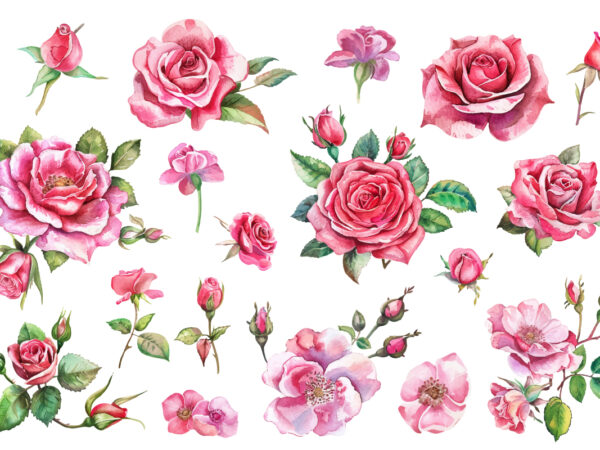 Pink roses, printable watercolor clipart t shirt illustration