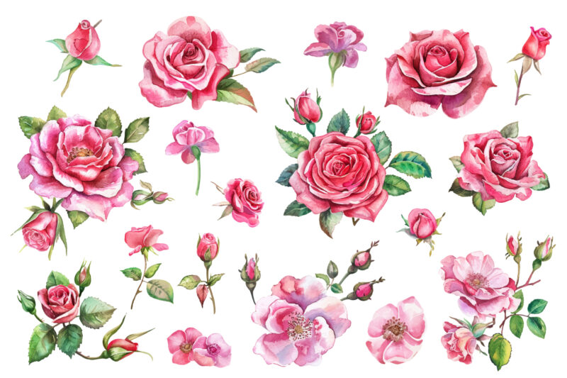 Pink Roses, Printable Watercolor clipart