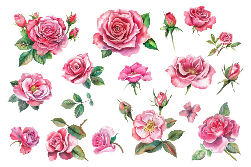 Romantic Watercolor roses Flowers png