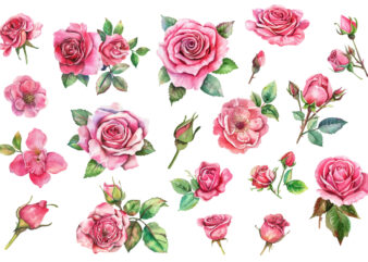 Antique Roses Watercolor illustration