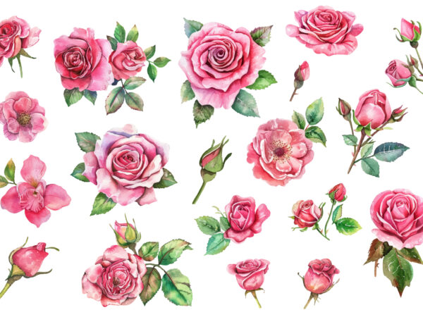 Antique roses watercolor illustration t shirt vector