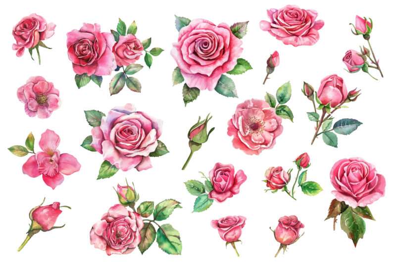 Antique Roses Watercolor illustration