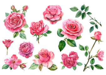 Roses Watercolor illustration t shirt design online