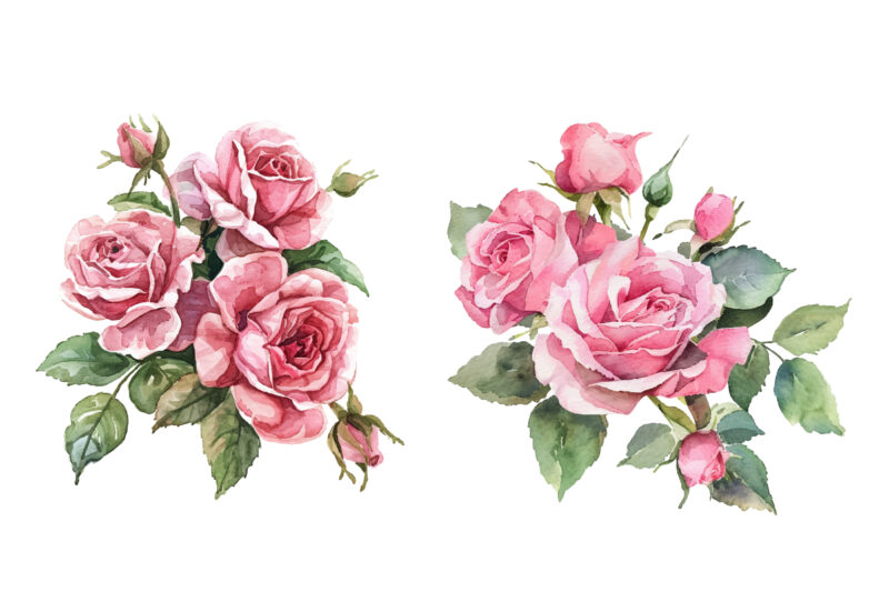 beautiful watercolor roses