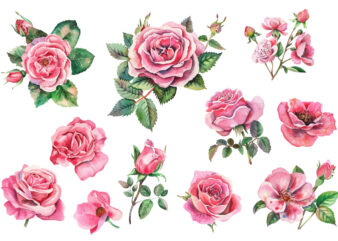 Pink Roses Watercolor