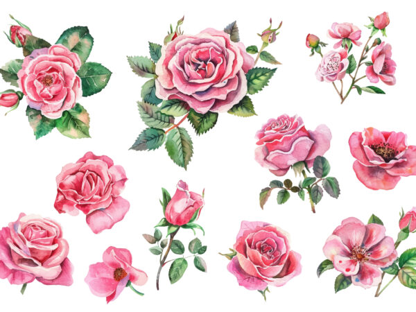 Pink roses watercolor t shirt illustration