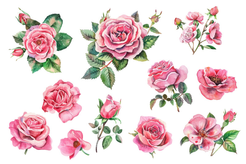 Pink Roses Watercolor