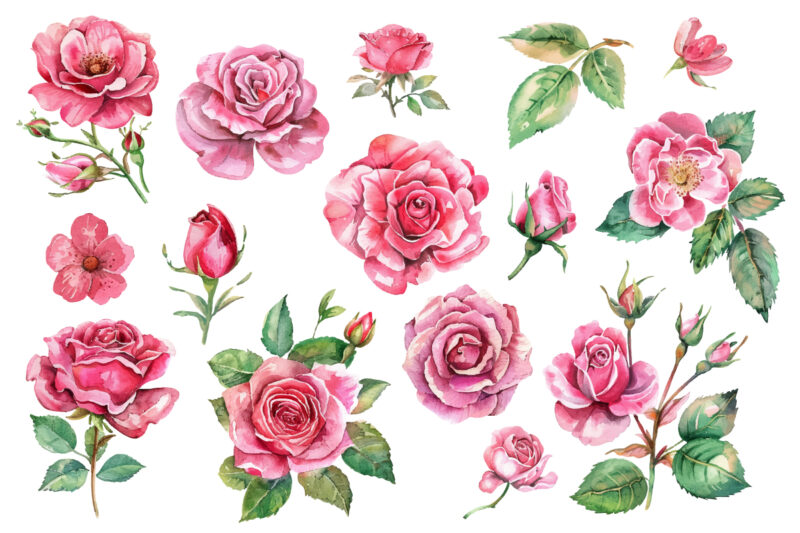 Light Pink Rose Watercolor Art