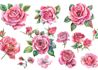 pink rose flowers watercolor elements