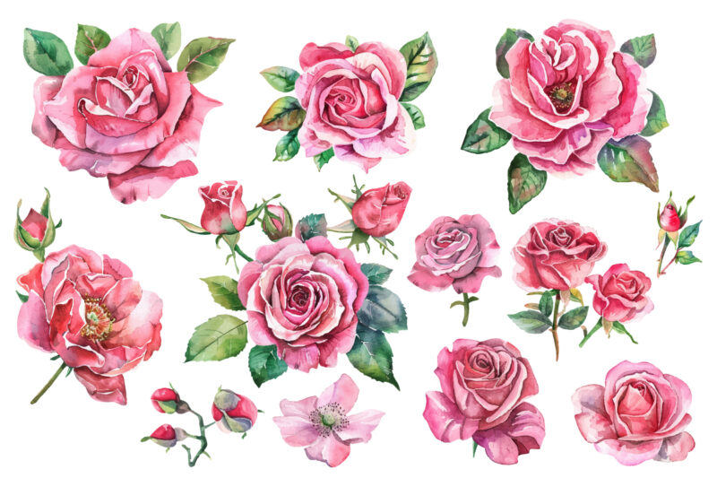 pink rose flowers watercolor elements