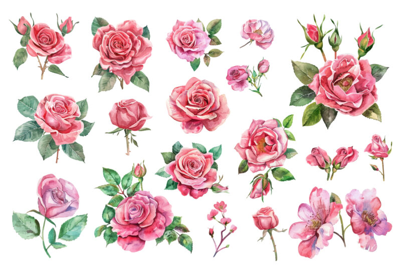 Pink Roses Watercolor Art Print