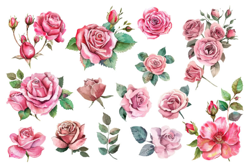 watercolor pink rose bouquet illustration