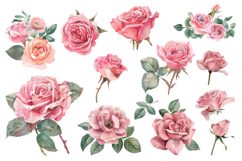 watercolor illustration set of pink rose