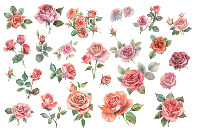 hand painting watercolor roses flowers