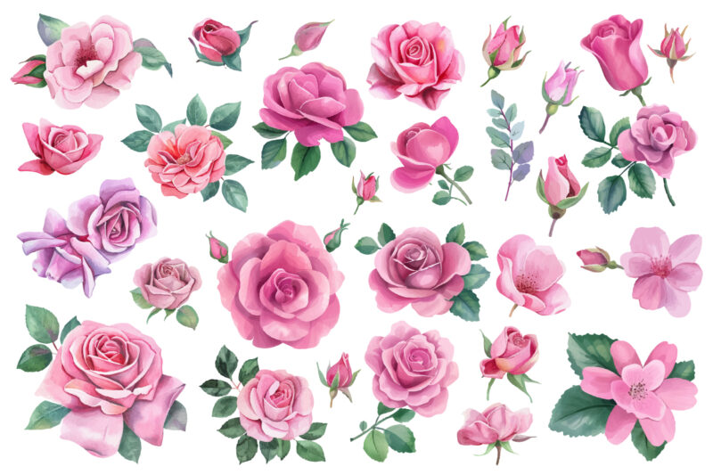 watercolor pink roses clipart