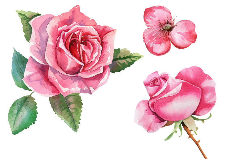 Pink Roses, Printable Watercolor clipart