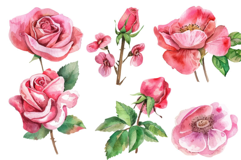 Romantic Watercolor roses Flowers png