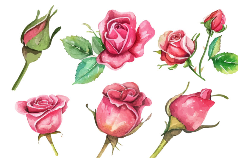 Antique Roses Watercolor illustration