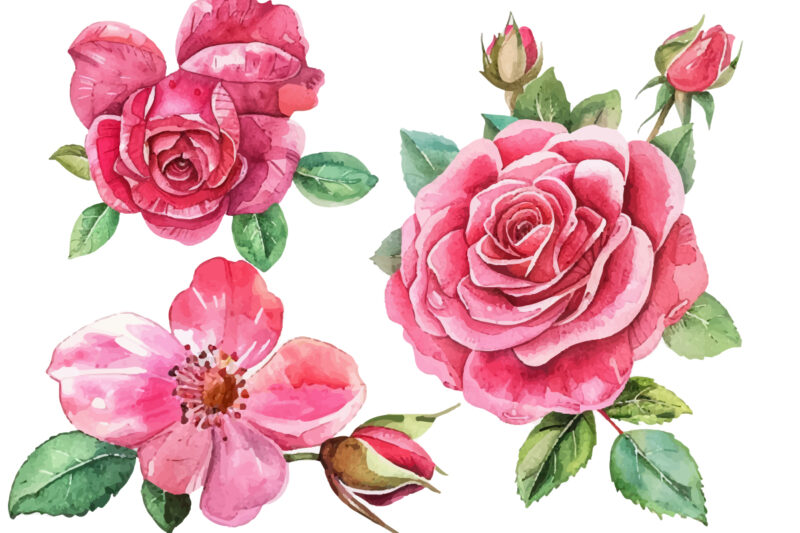 Roses Watercolor illustration