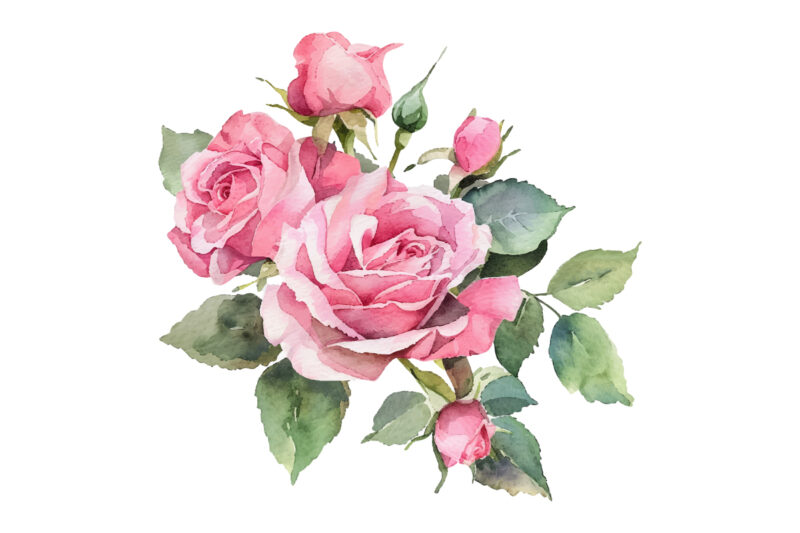 beautiful watercolor roses