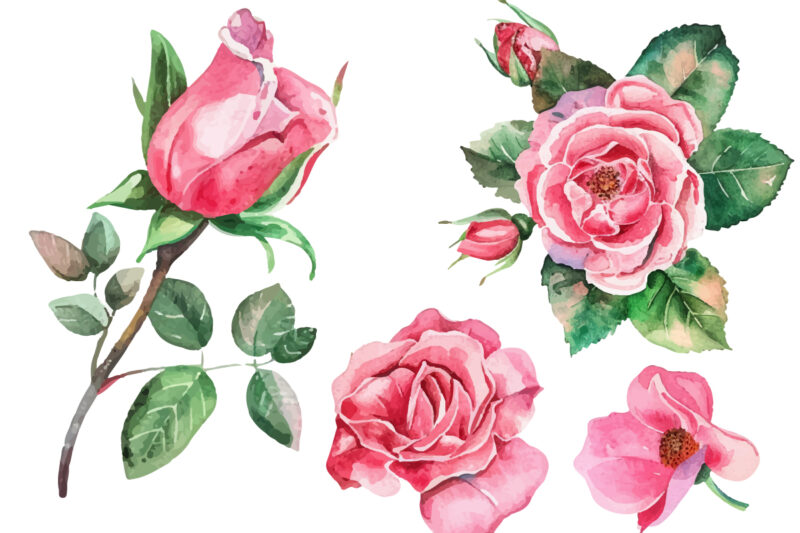 Pink Roses Watercolor