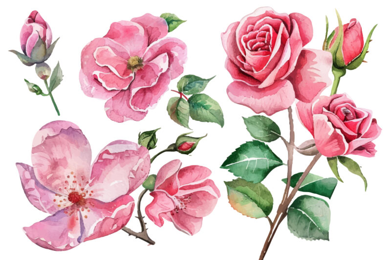 Light Pink Rose Watercolor Art
