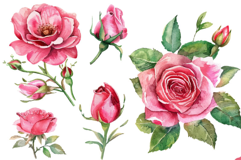 Light Pink Rose Watercolor Art