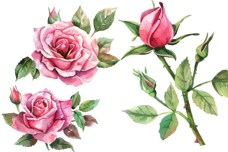 watercolor pink rose flower bouquet