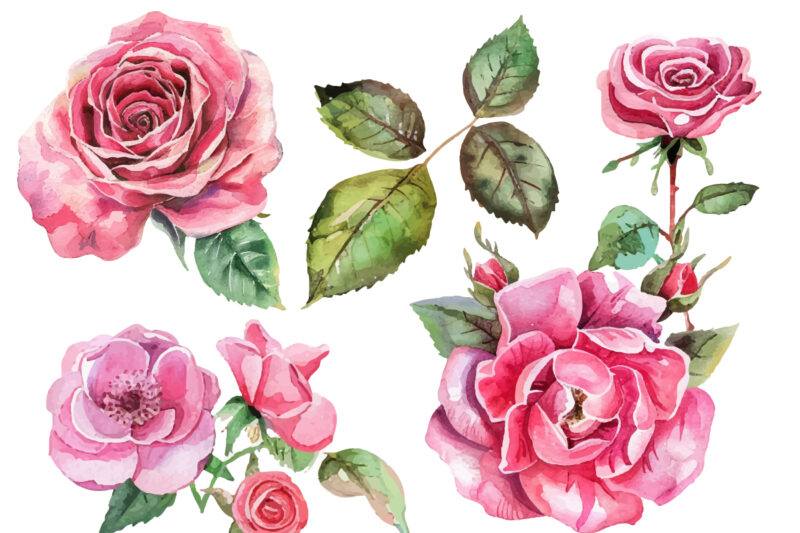 watercolor pink rose flower bouquet