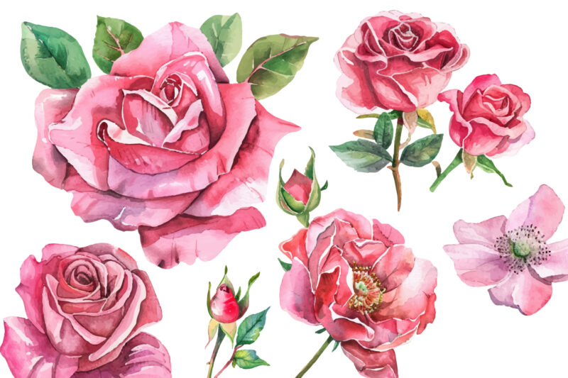 pink rose flowers watercolor elements