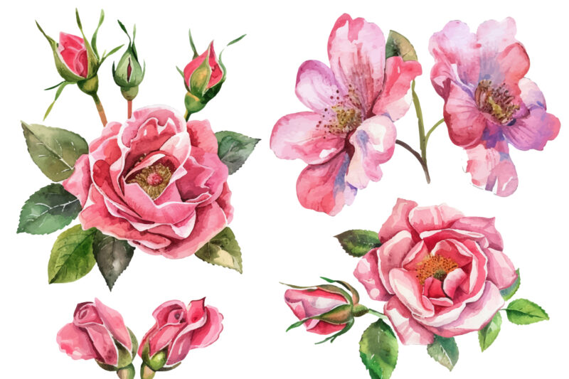 Pink Roses Watercolor Art Print